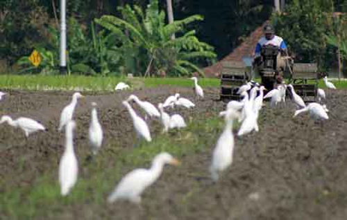 Festival Burung Kuntul