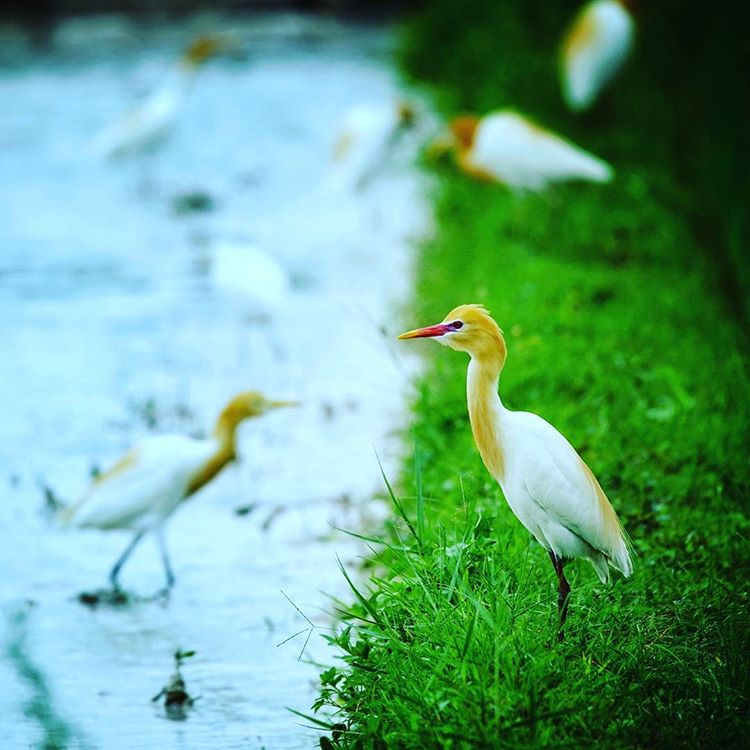 Burung Kuntul Ketingan